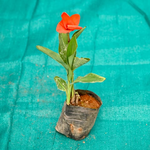 Canna Lily / Keli (Any Colour) in 4 Inch Nursery bag