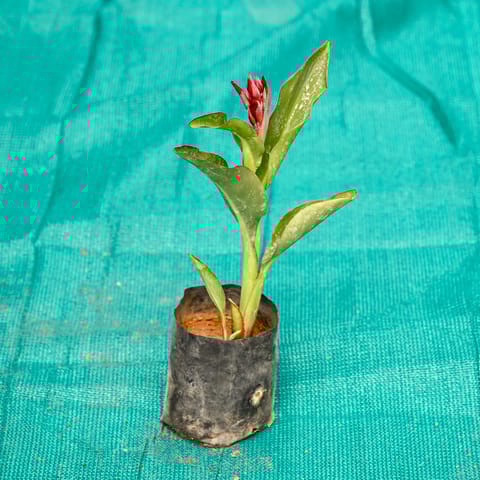 Canna Lily / Keli (Any Colour) in 4 Inch Nursery bag