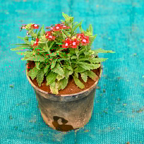 Verbena (Any Colour) in 5 Inch Nursery Pot
