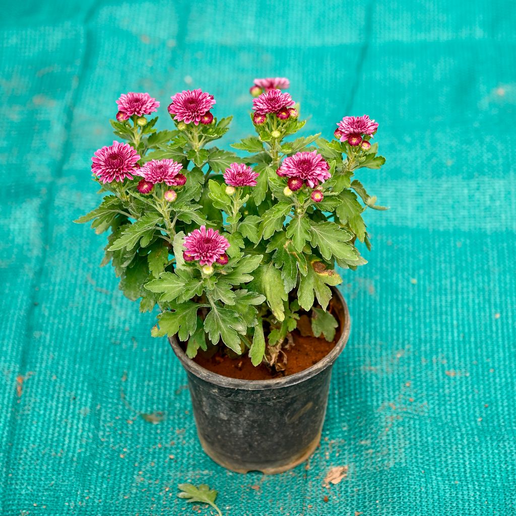 Buy Chrysanthemum / Guldawari / Guldaudi (Any Colour) in 4 Inch Nursery Pot Online | Urvann.com Chrysanthemum / Guldawari / Guldaudi (Any Colour) in 4 Inch Nursery Pot