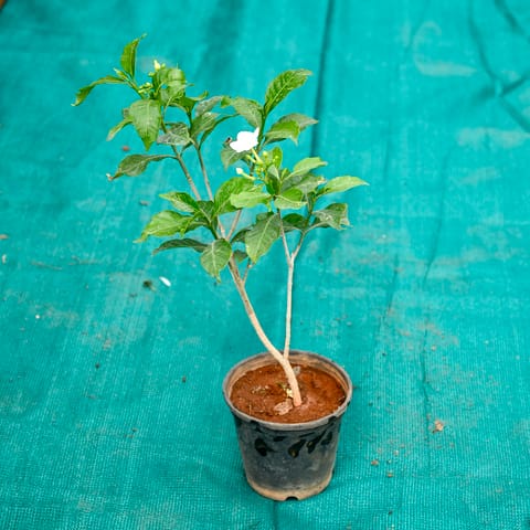 Chandni / Jasmine in 6 Inch Nursery Pot