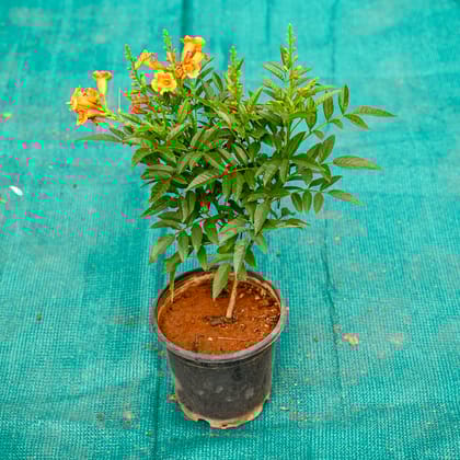 Buy Tecoma (Any Colour) in 5 Inch Nursery Pot Online | Urvann.com
