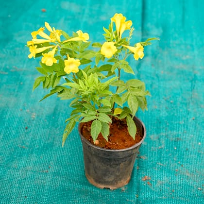 Buy Tecoma (Any Colour) in 5 Inch Nursery Pot Online | Urvann.com