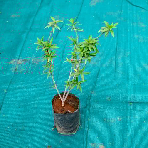 Allamanda Yellow in 5 Inch Nursery bag