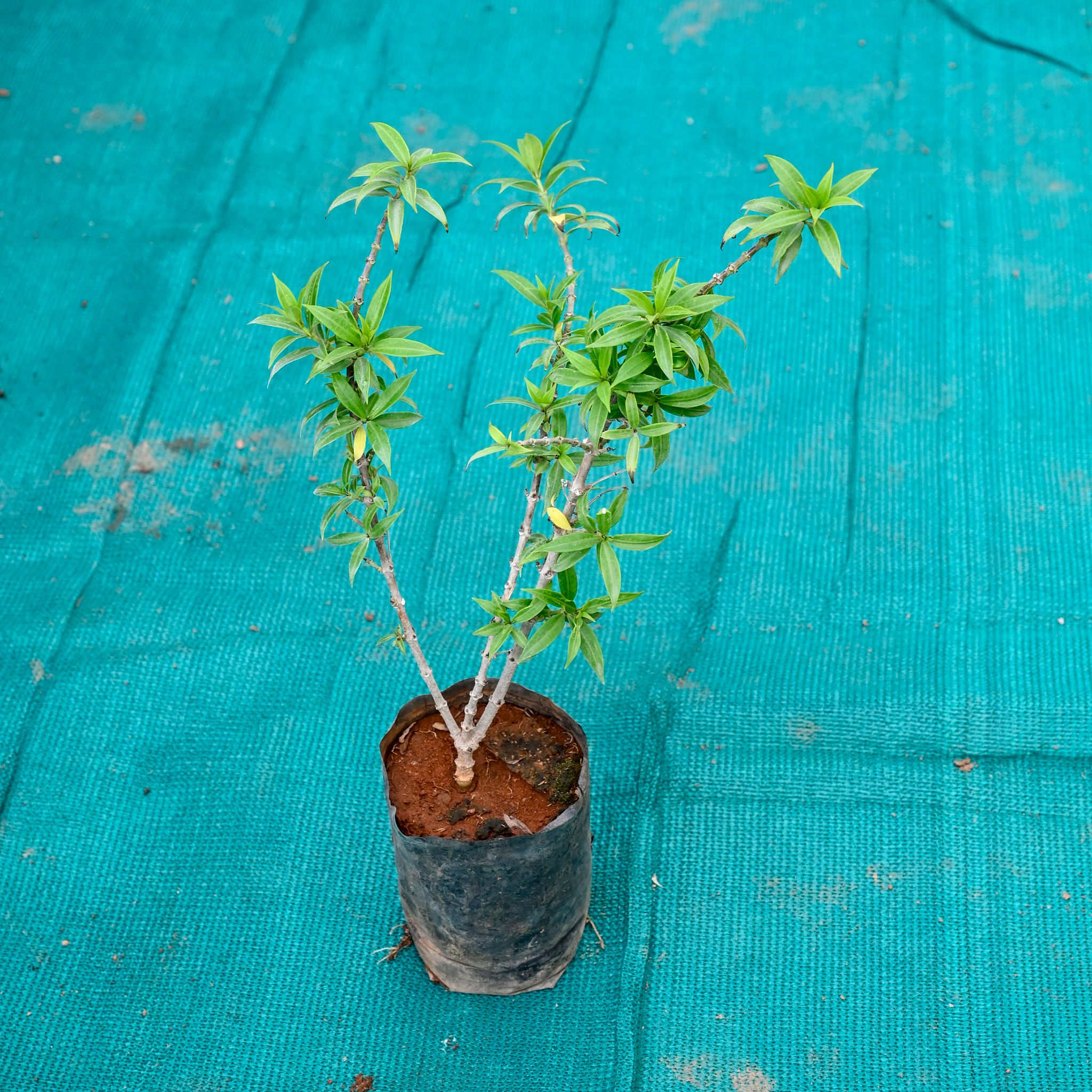 Allamanda Yellow in 5 Inch Nursery bag