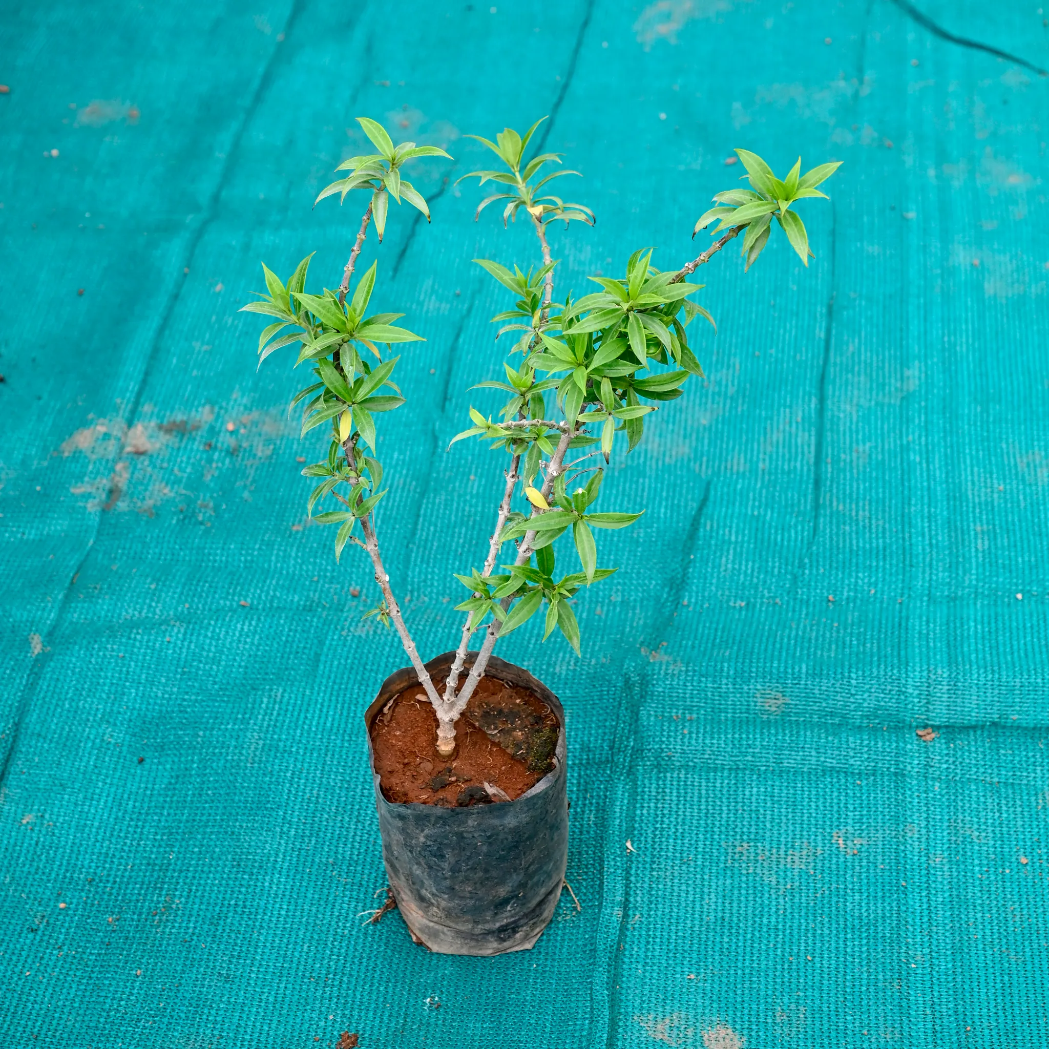 Allamanda Yellow in 5 Inch Nursery bag
