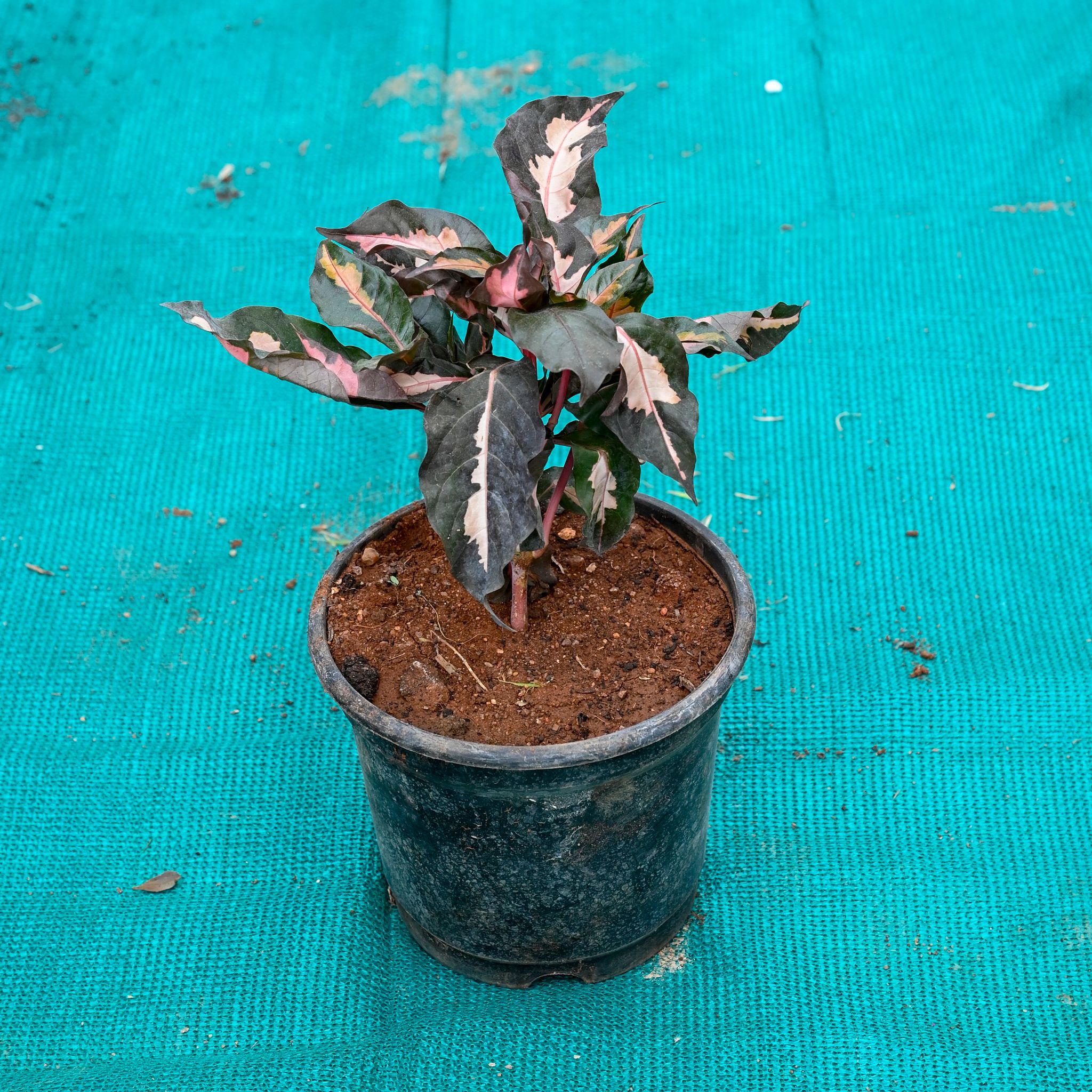 Eranthemum in 5 Inch Nursery Pot