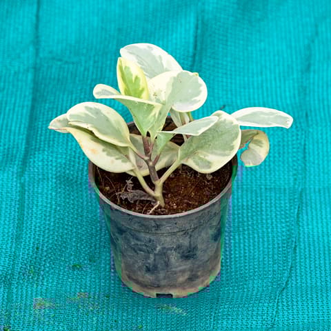 Peperomia / Radiator Plant Variegated in 4 Inch Nursery Pot