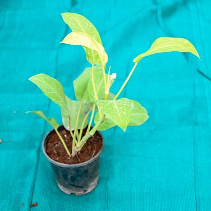 Buy Philodendron Golden in 4 Inch Nursery Pot Online | Urvann.com