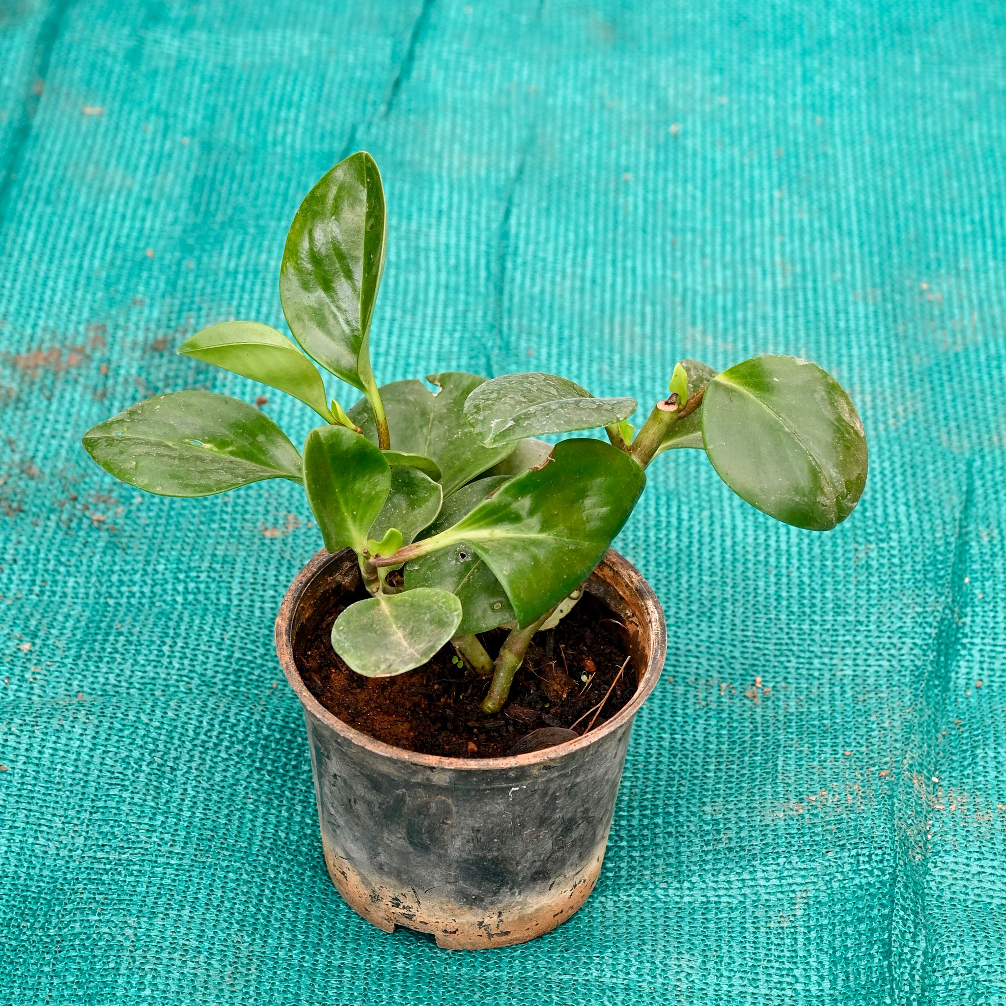 Peperomia green in 4 Inch Nursery Pot