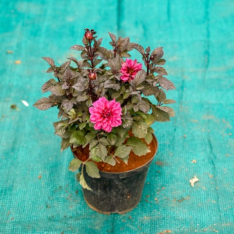 Dahlia (Any Colour) in 6 Inch Nursery Pot