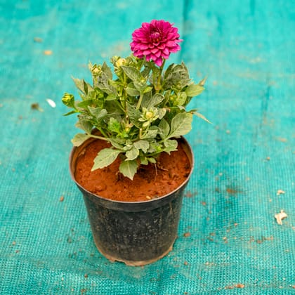 Buy Dahlia (Any Colour) in 6 Inch Nursery Pot Online | Urvann.com