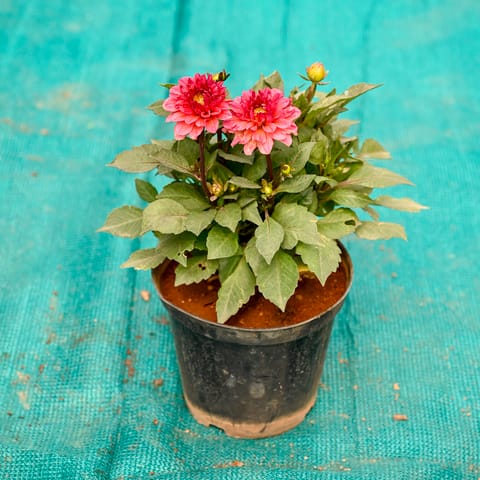 Dahlia (Any Colour) in 6 Inch Nursery Pot