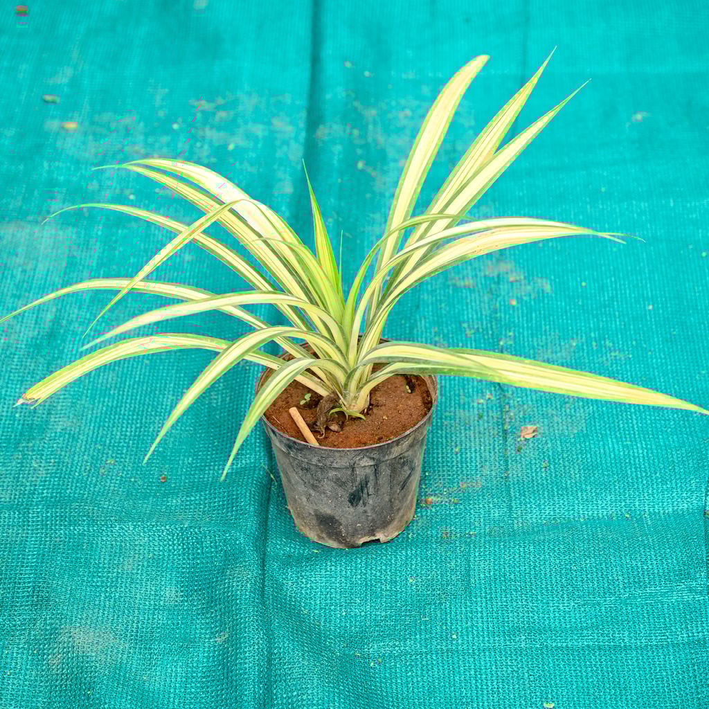 Buy Pandanus in 6 Inch Nursery Pot Online | Urvann.com Pandanus in 6 Inch Nursery Pot