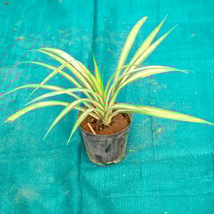 Buy Pandanus in 6 Inch Nursery Pot Online | Urvann.com