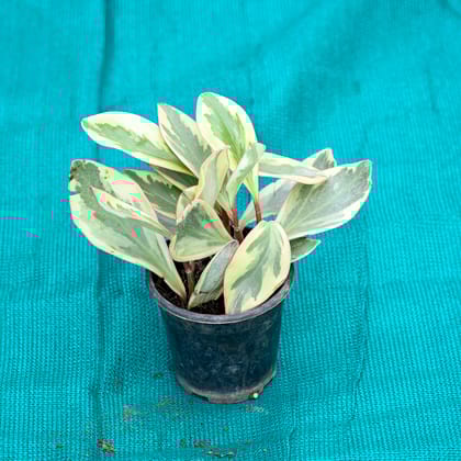 Buy Peperomia / Radiator Plant Variegated in 4 Inch Nursery Pot Online | Urvann.com