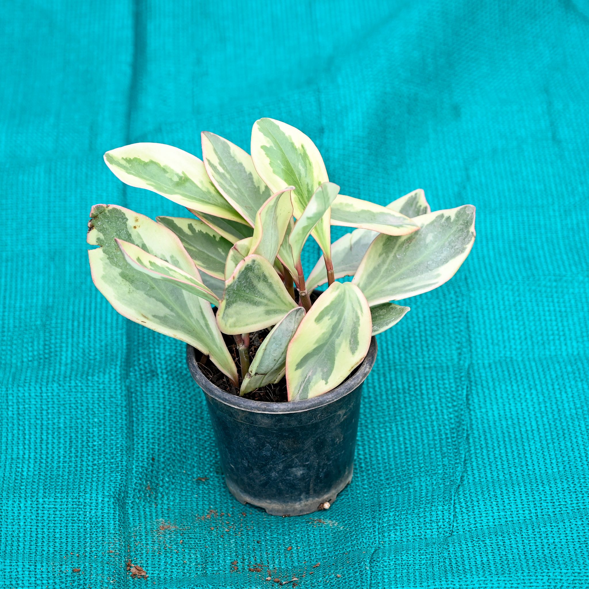 Peperomia / Radiator Plant Variegated in 4 Inch Nursery Pot