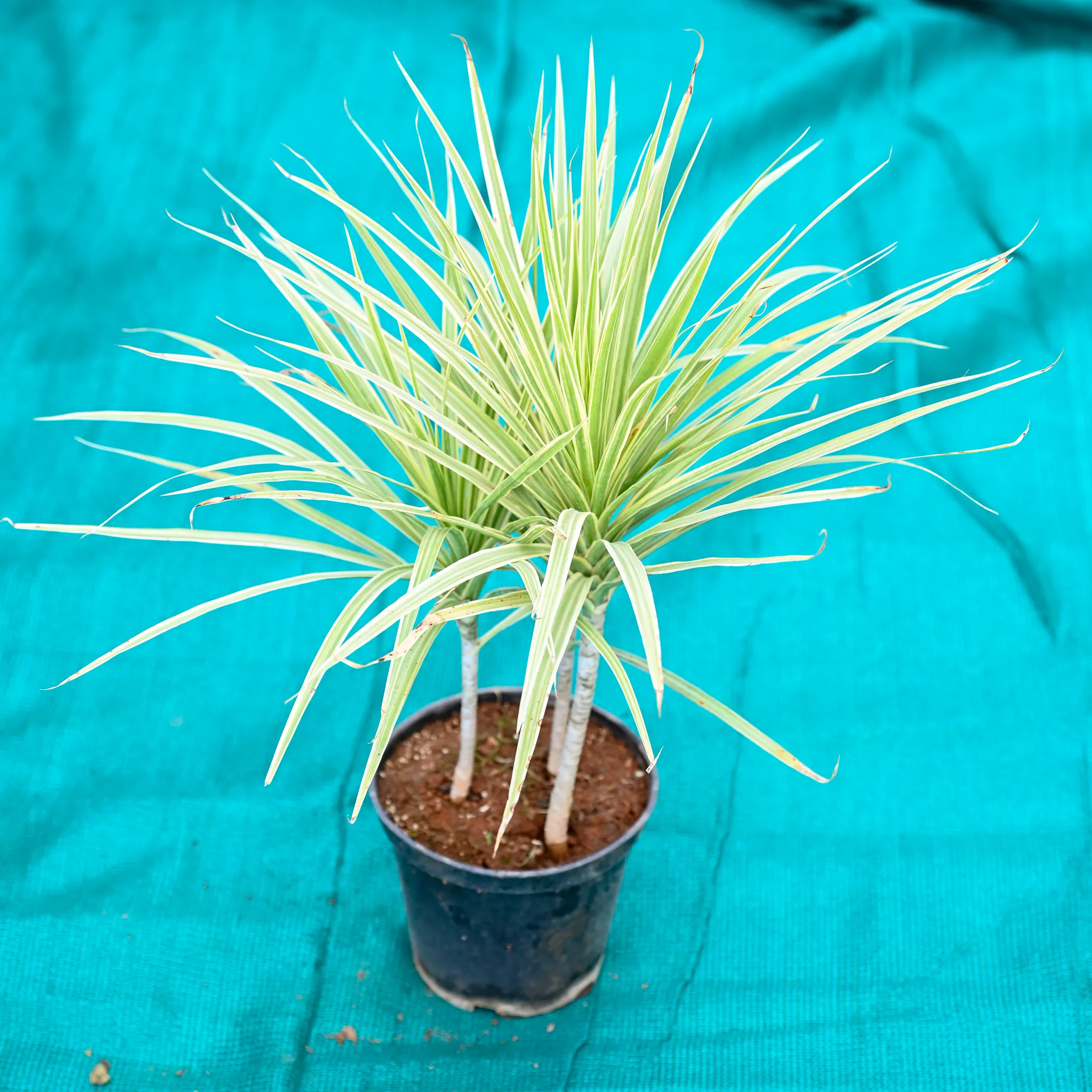 Dracaena Chloroma White in 6 Inch Nursery Pot
