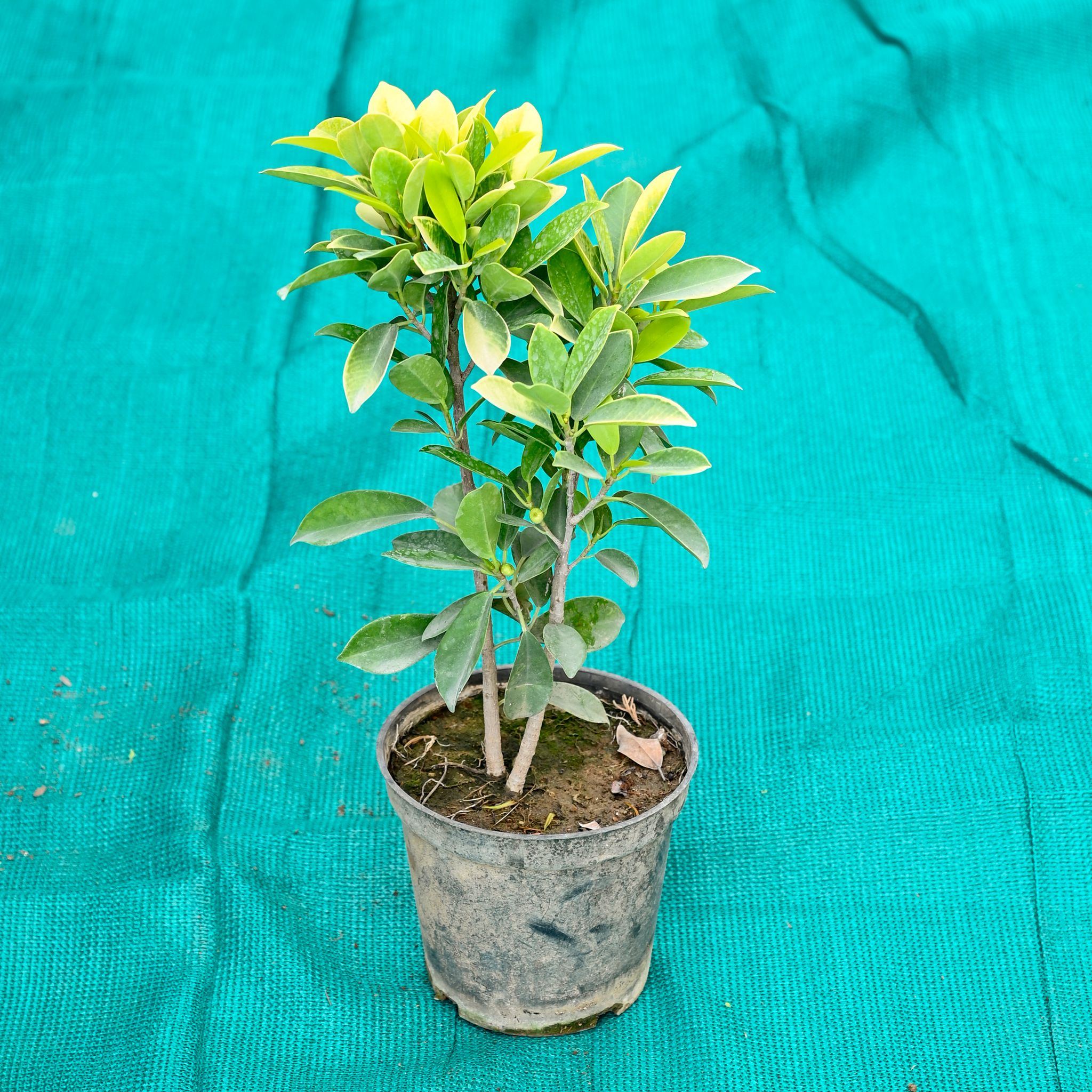 Ficus Panda in 6 Inch Nursery Pot