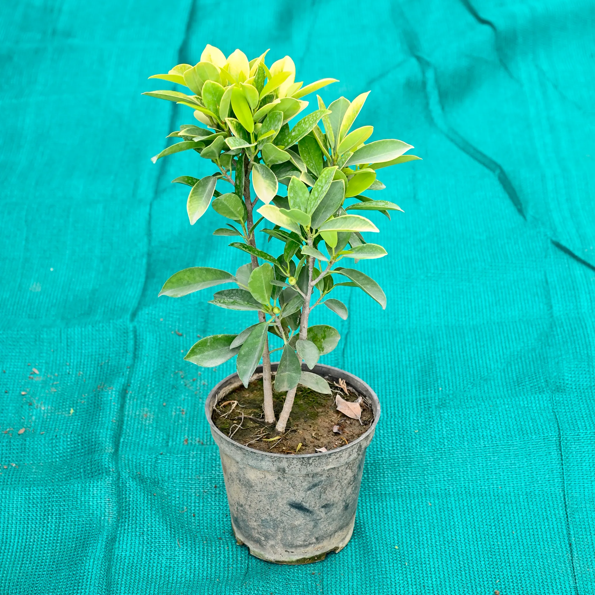 Ficus Panda in 6 Inch Nursery Pot