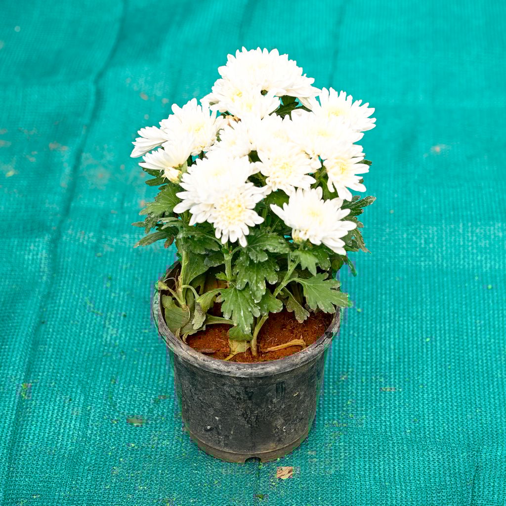 Buy Chrysanthemum / Guldawari / Guldaudi (Any Colour) in 6 Inch Nursery Pot Online | Urvann.com Chrysanthemum / Guldawari / Guldaudi (Any Colour) in 6 Inch Nursery Pot
