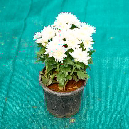 Buy Chrysanthemum / Guldawari / Guldaudi (Any Colour) in 6 Inch Nursery Pot Online | Urvann.com