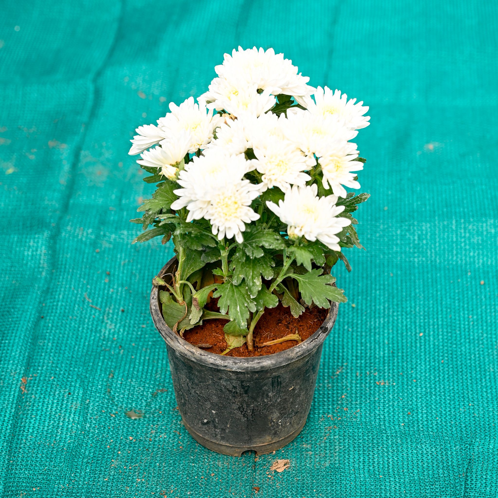 Chrysanthemum / Guldawari / Guldaudi (Any Colour) in 6 Inch Nursery Pot