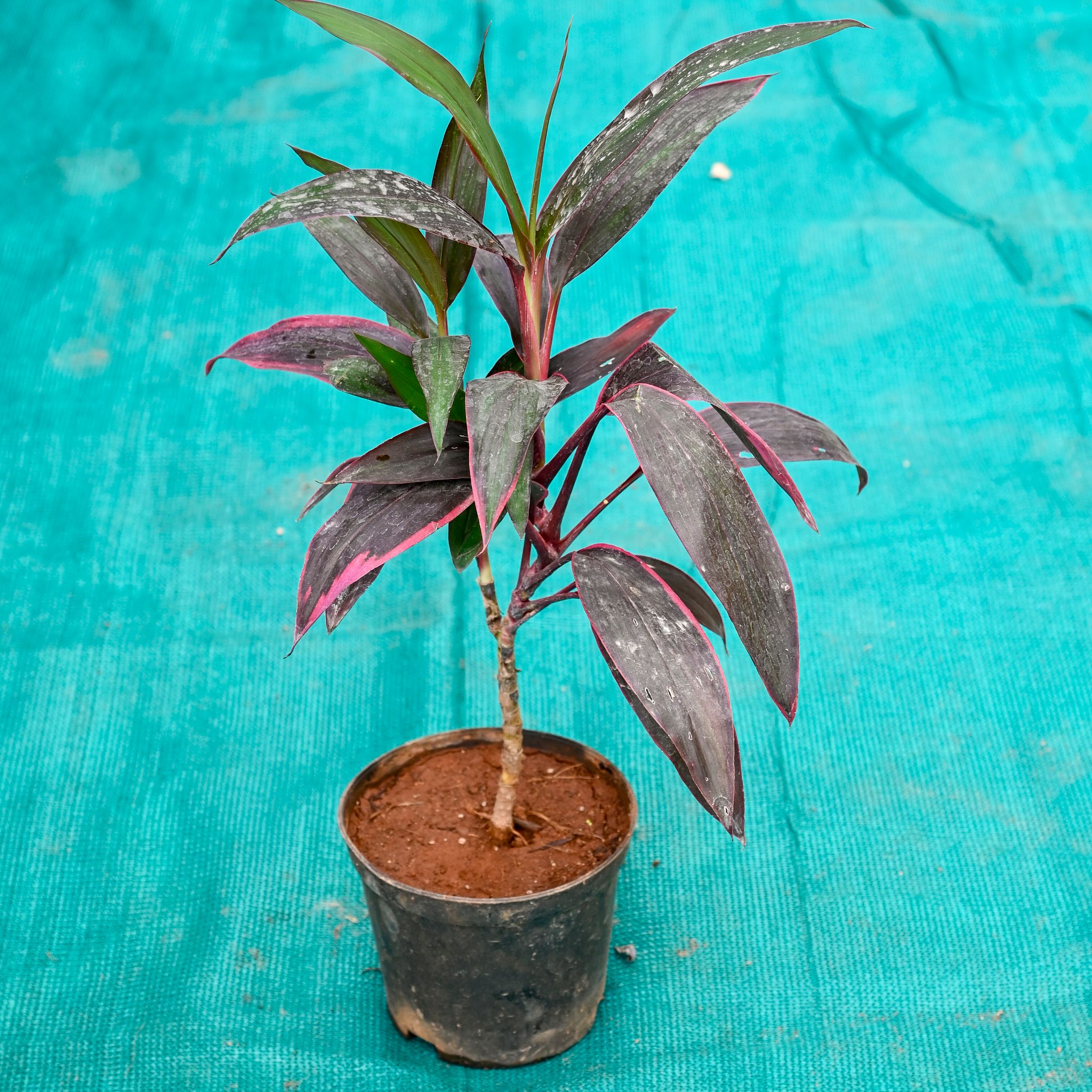 Dracaena Ruby in 6 Inch Nursery Pot