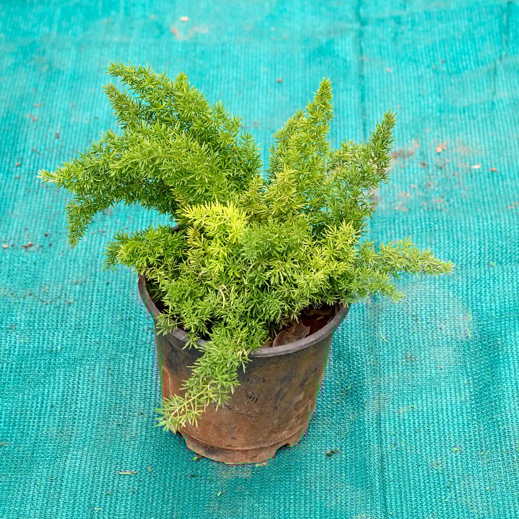 Buy Mayuri Plant in 6 Inch Nursery Pot Online | Urvann.com Mayuri Plant in 6 Inch Nursery Pot