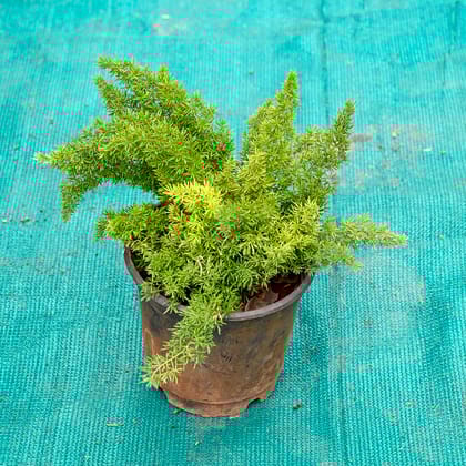 Buy Mayuri Plant in 6 Inch Nursery Pot Online | Urvann.com