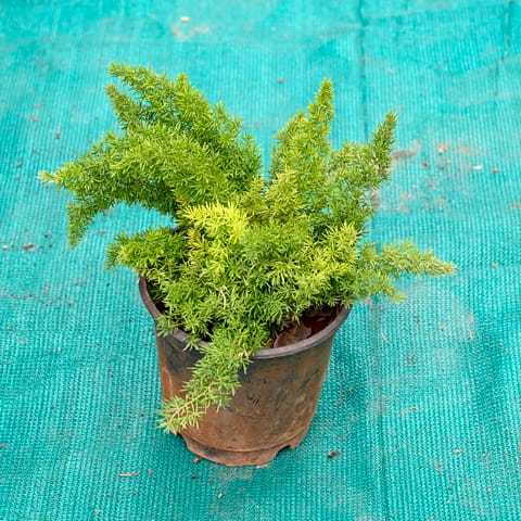 Mayuri Plant in 6 Inch Nursery Pot