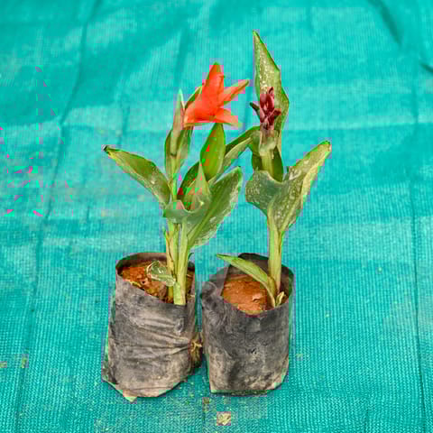 Set of 2 - Canna Lily / Keli (Any Colour) in 4 Inch Nursery bag