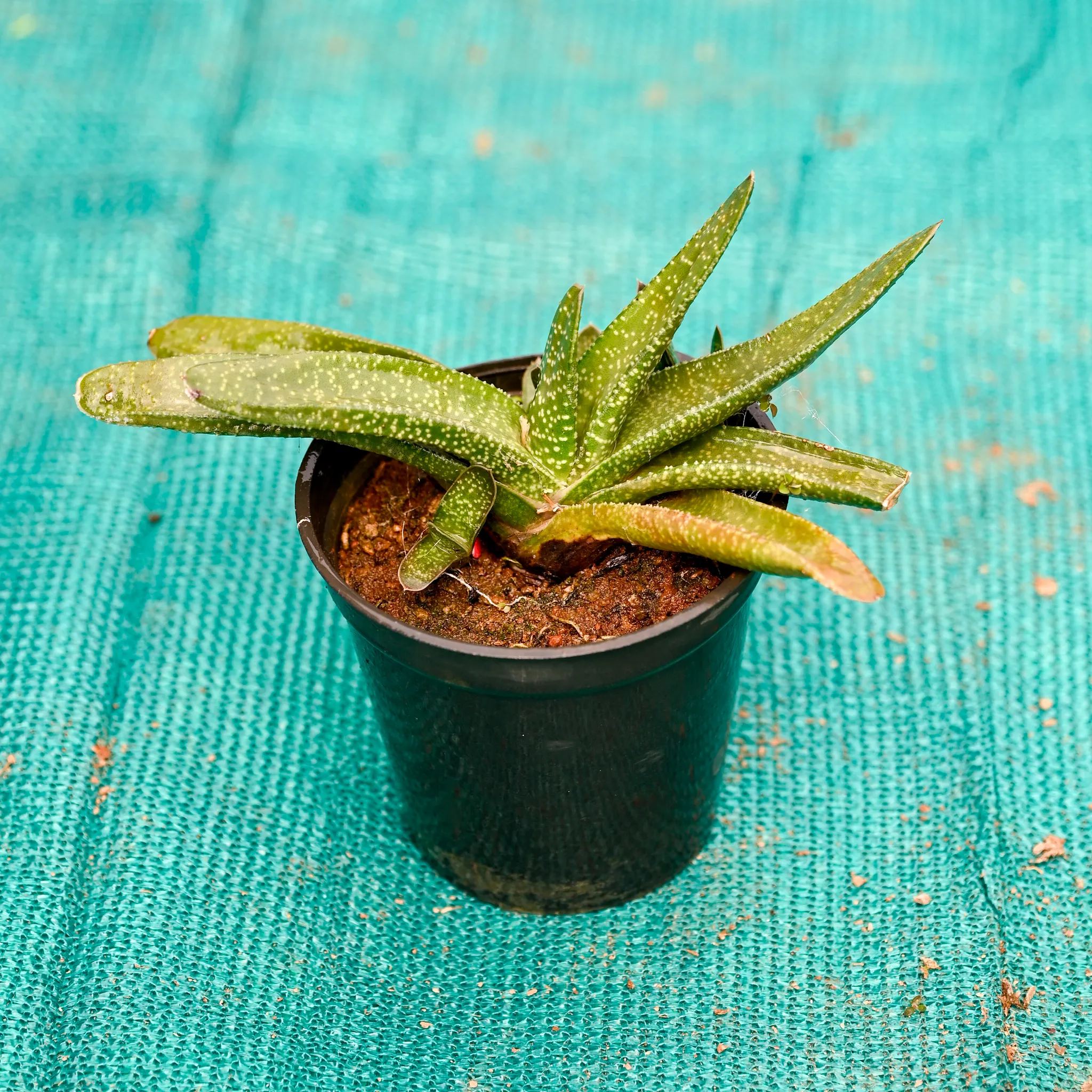 Haworthia Succulent in 4 Inch Nursery Pot