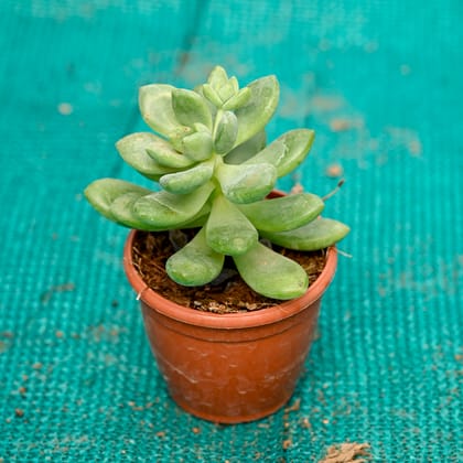 Buy Pachyphytum / Small Munga in 3 Inch Nursery Pot Online | Urvann.com