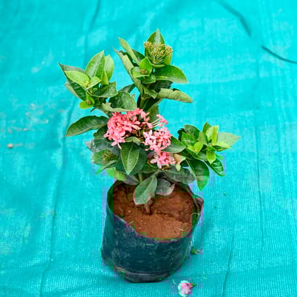 Buy Ixora (Any Colour) in 7 Inch Nursery bag Online | Urvann.com