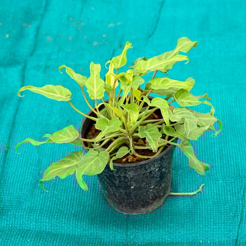 Xanadu Golden in 6 Inch Nursery Pot