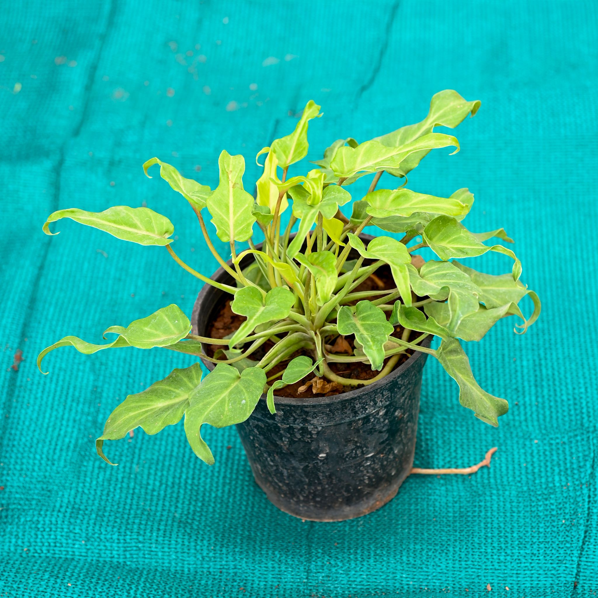 Xanadu Golden in 6 Inch Nursery Pot