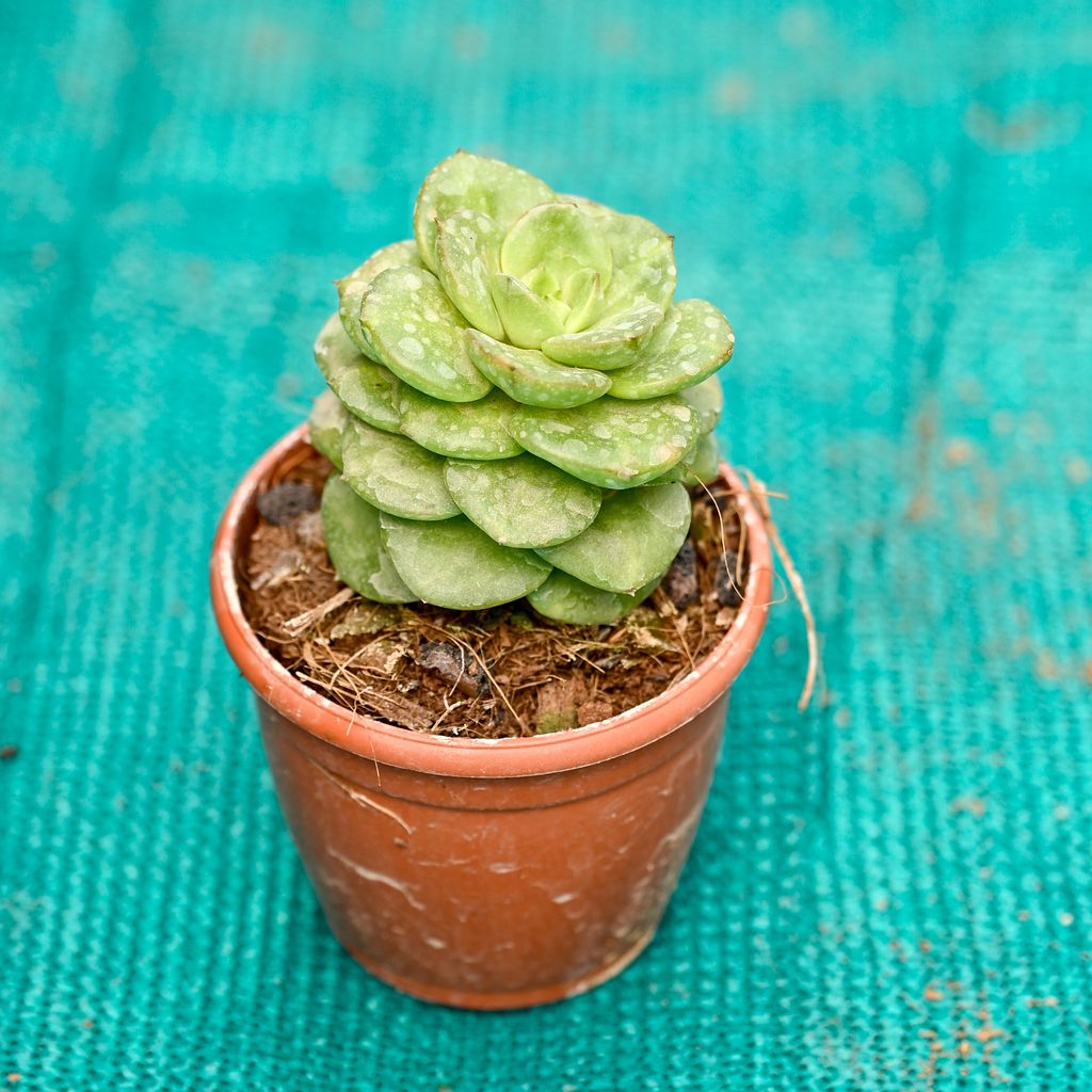 Buy Echeveria Elegans Succulent in 3 Inch Nursery Pot Online | Urvann.com Echeveria Elegans Succulent in 3 Inch Nursery Pot
