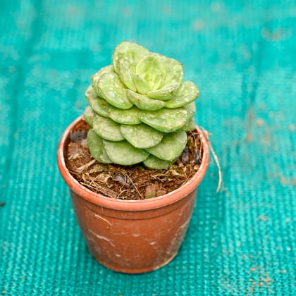 Buy Echeveria Elegans Succulent in 3 Inch Nursery Pot Online | Urvann.com