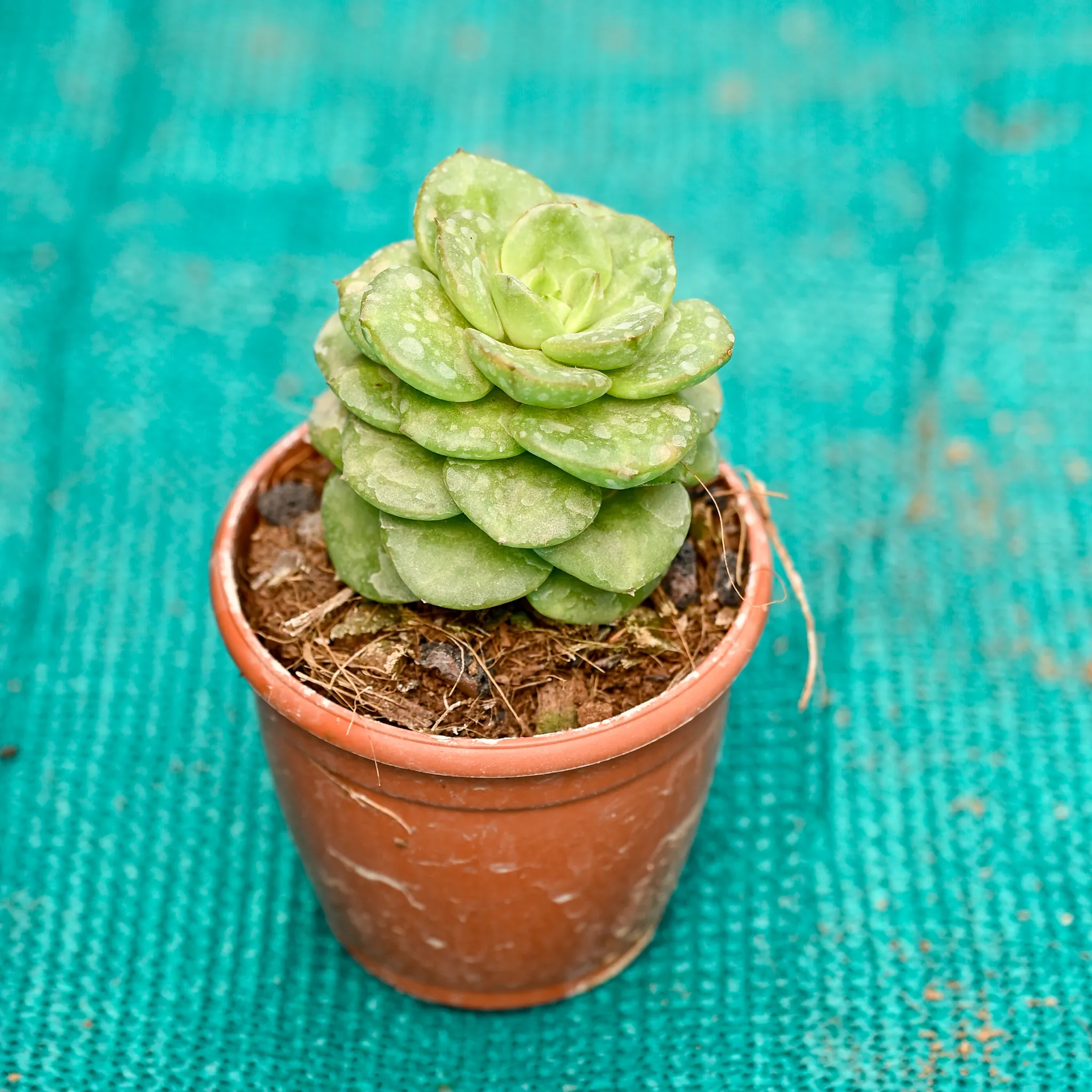 Echeveria Elegans Succulent in 3 Inch Nursery Pot