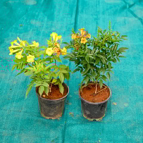 Set of 2 - Tecoma (Any Colour) in 5 Inch Nursery Pot