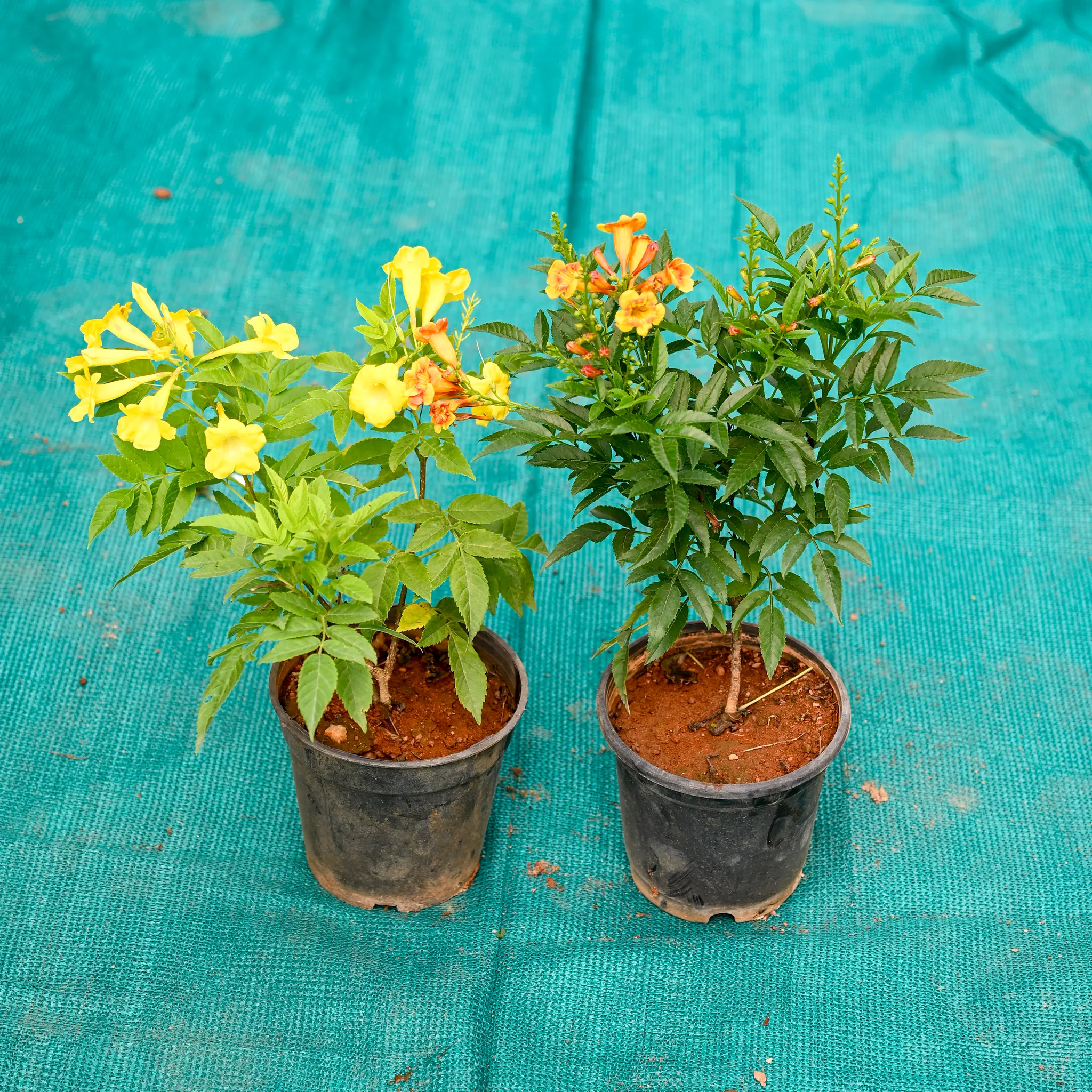 Set of 2 - Tecoma (Any Colour) in 5 Inch Nursery Pot