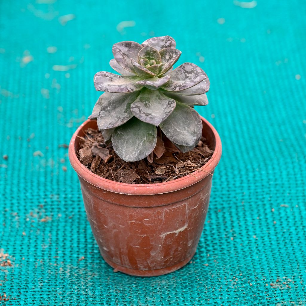 Buy Echeveria Succulent in 3 Inch Nursery Pot Online | Urvann.com Echeveria Succulent in 3 Inch Nursery Pot