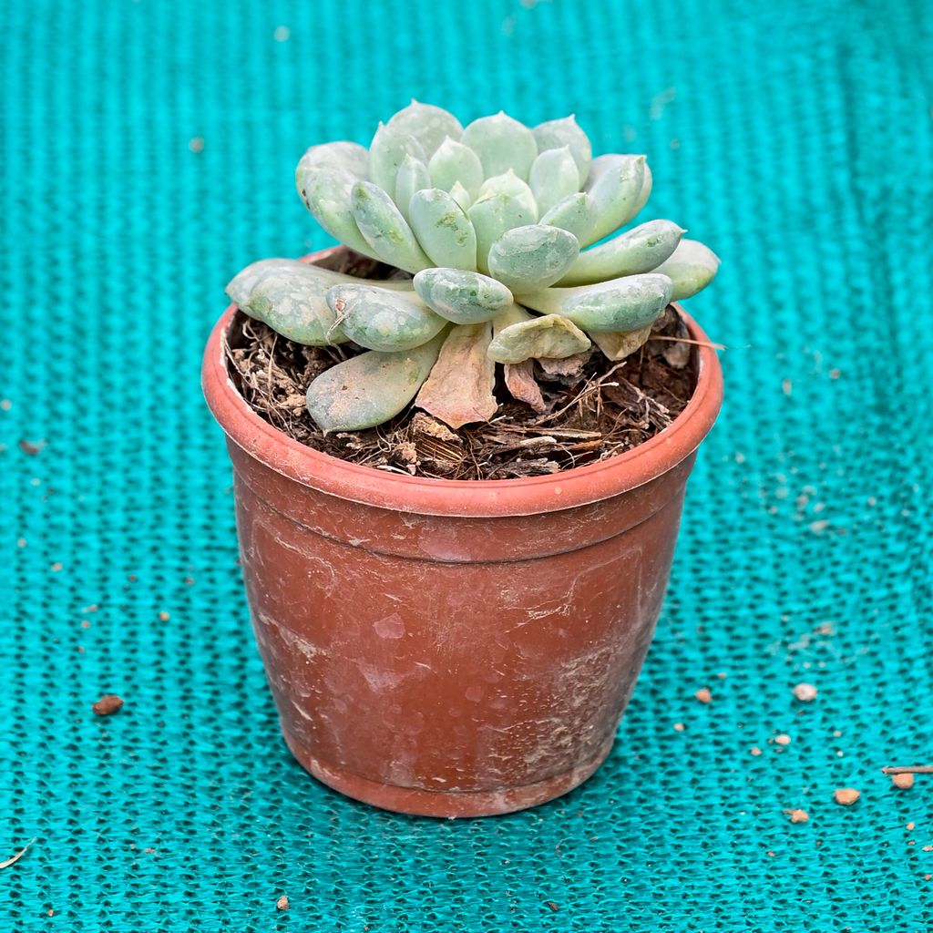 Buy Echeveria Elegans Succulent in 3 Inch Nursery Pot Online | Urvann.com Echeveria Elegans Succulent in 3 Inch Nursery Pot