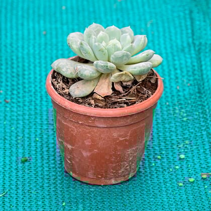 Buy Echeveria Elegans Succulent in 3 Inch Nursery Pot Online | Urvann.com