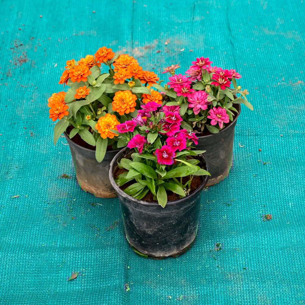 Buy Set of 3 - Zinnia (Any Colour) in 5 Inch Nursery Pot Online | Urvann.com Set of 3 - Zinnia (Any Colour) in 5 Inch Nursery Pot
