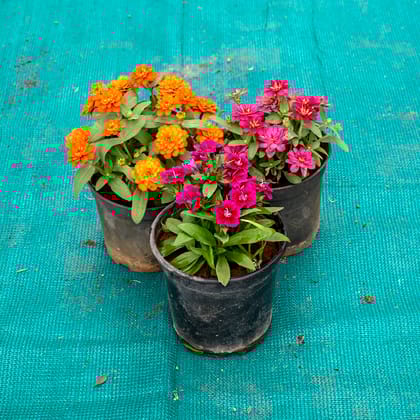 Buy Set of 3 - Zinnia (Any Colour) in 5 Inch Nursery Pot Online | Urvann.com