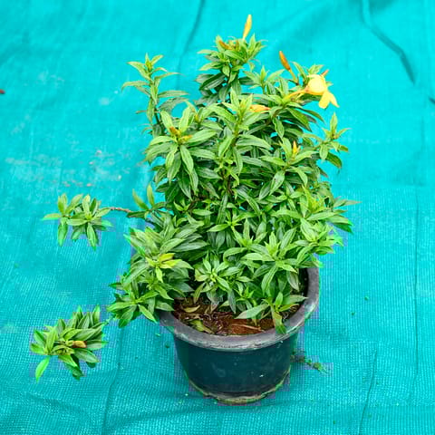 Allamanda Yellow in 7 Inch Nursery Pot