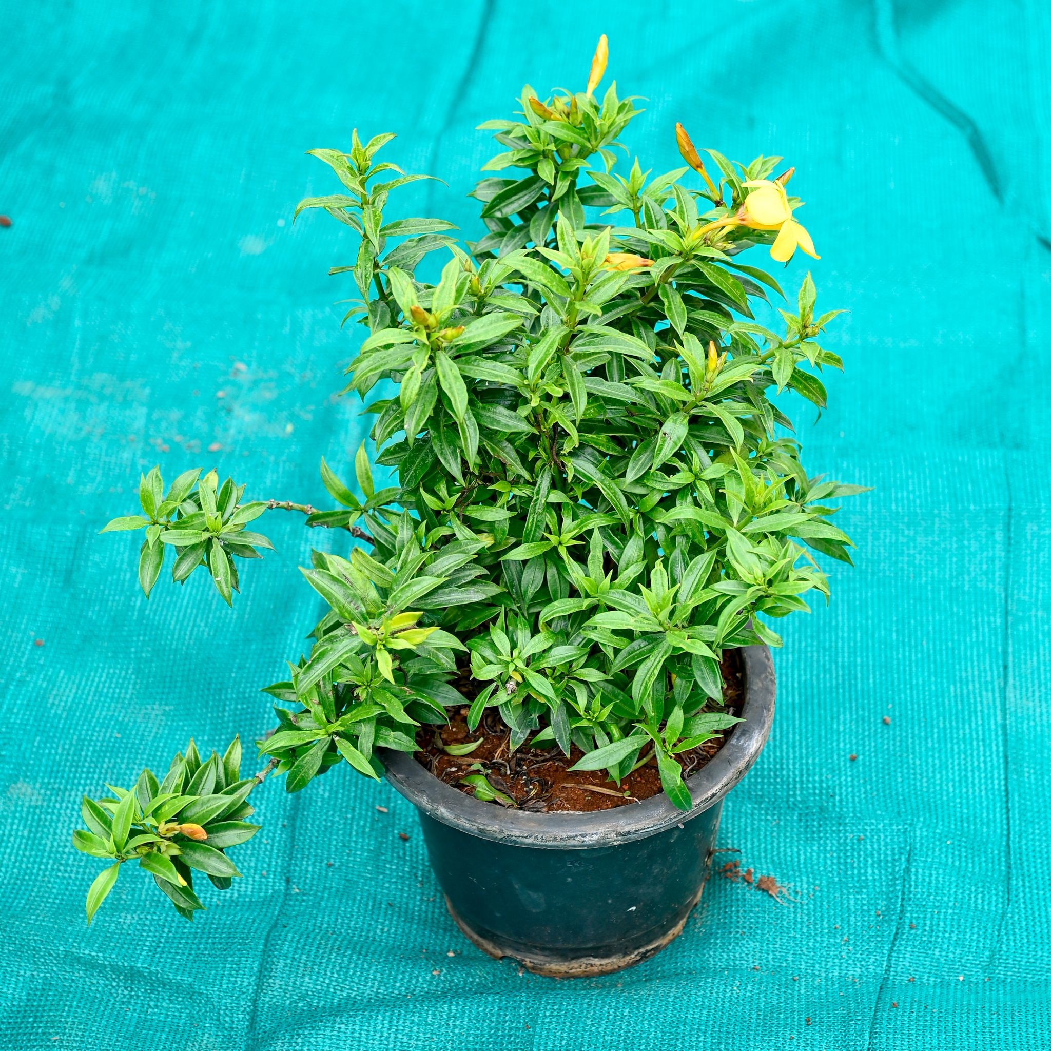 Allamanda Yellow in 7 Inch Nursery Pot