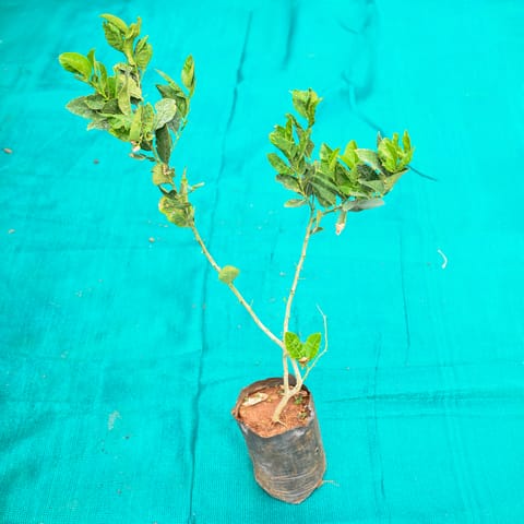 Kagzi Lemon / Nimbu in 7 Inch Nursery bag